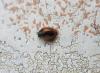 Scymnus interruptus
